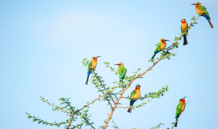 Nyerere national park, Tanzania