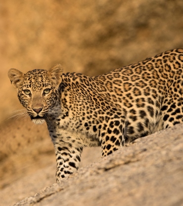 Leopard, India