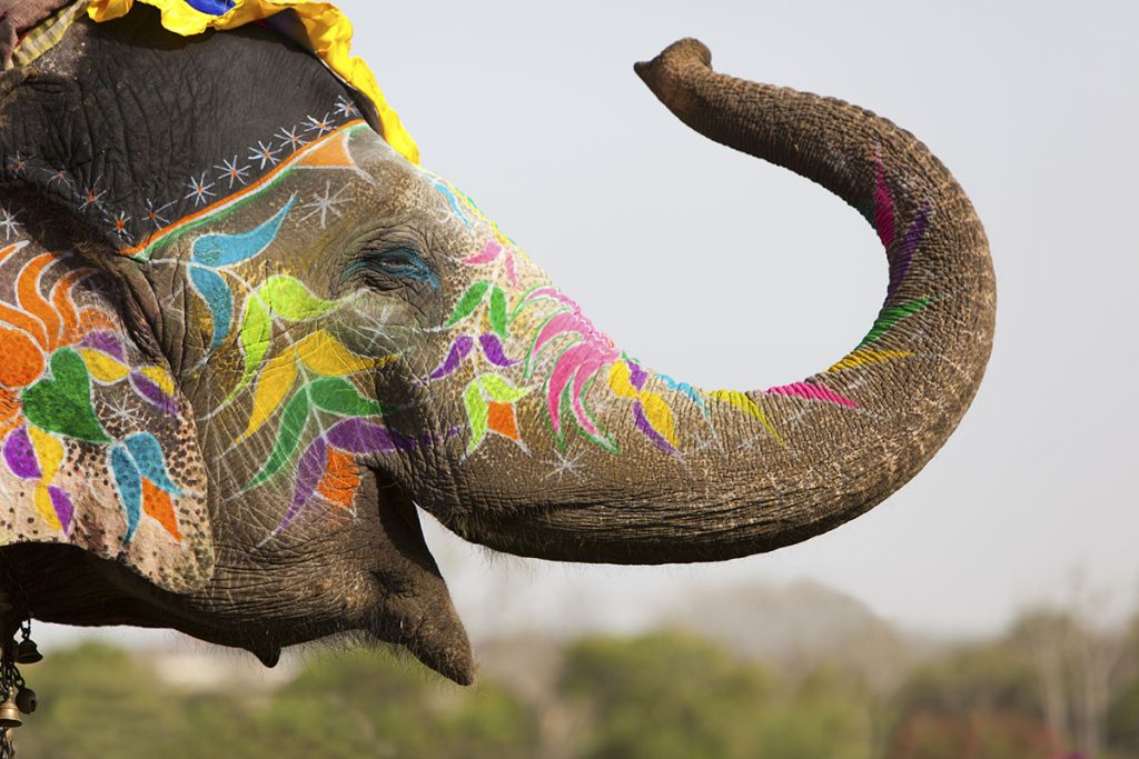 Best Places to see Wildlife in India