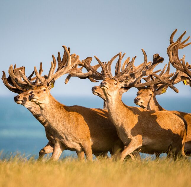 Deer Farm, Hapuku Lodge & Tree Houses, Kaikoura, New Zealand