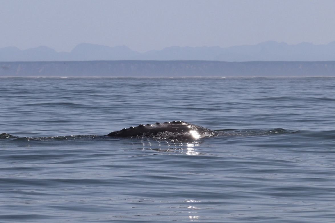grey whale spotting san ignacio,