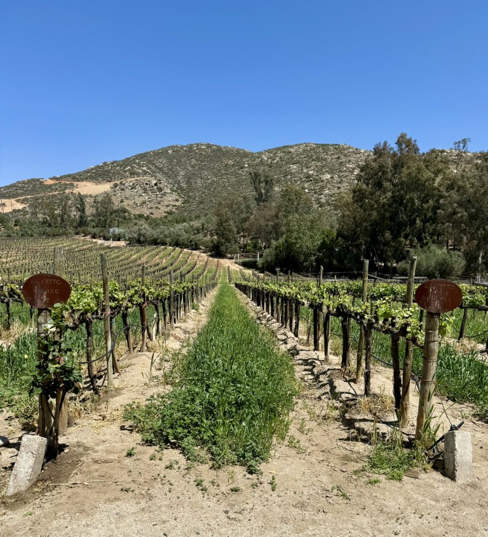 vineyards in Mexico