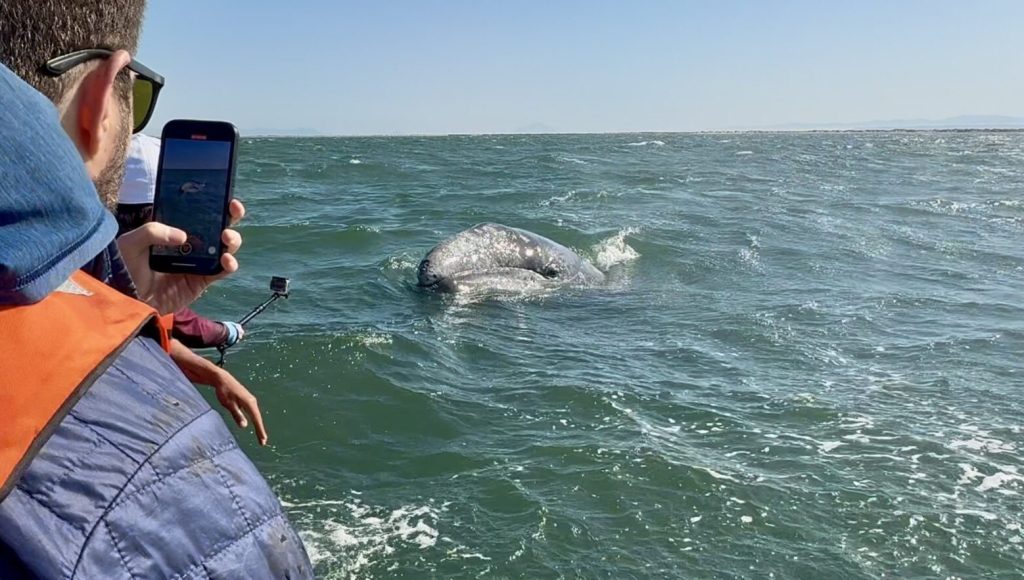 grey whale spotting san ignacio