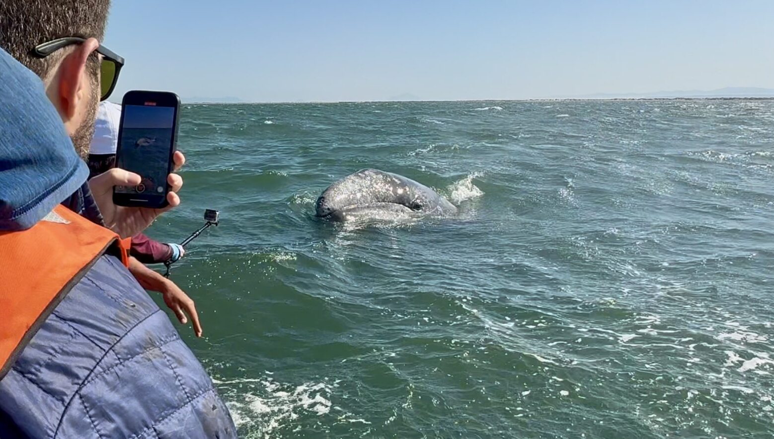 grey whale spotting san ignacio
