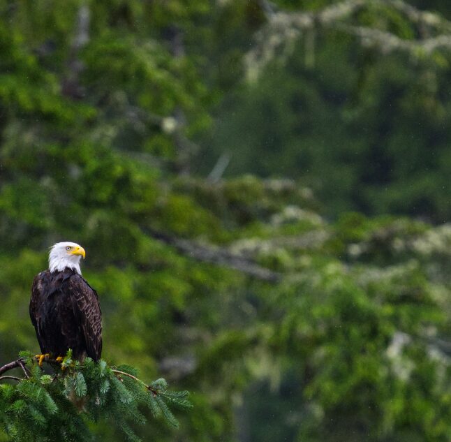 Clayoquot Wilderness Lodge, Vancouver Island