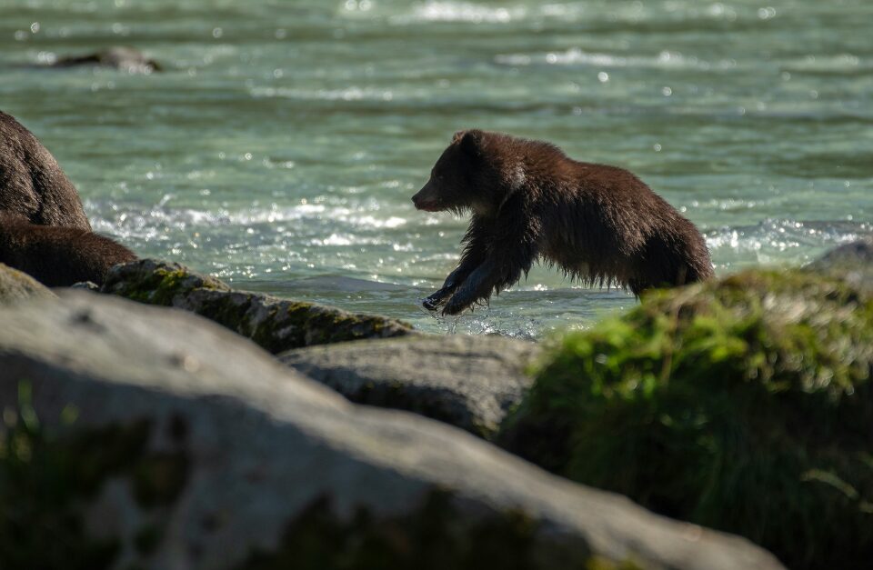 Black bear, Vancouver Island
