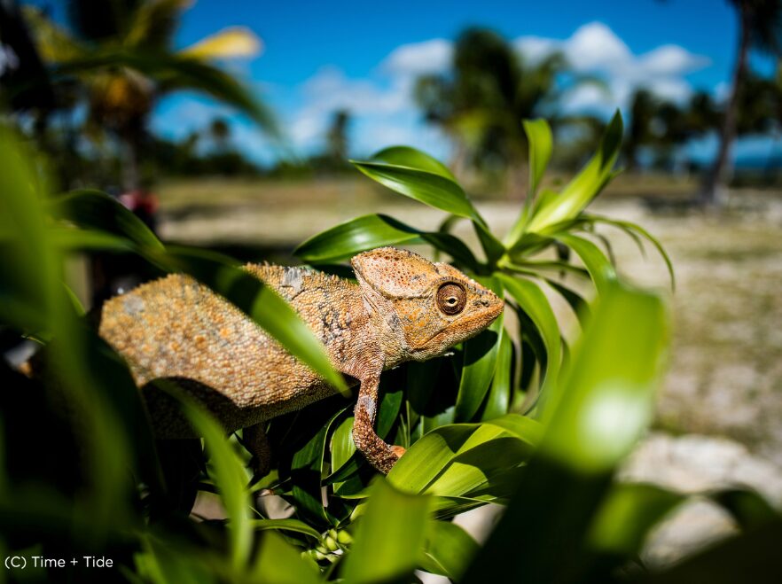 Wildlife spotting at Miavana