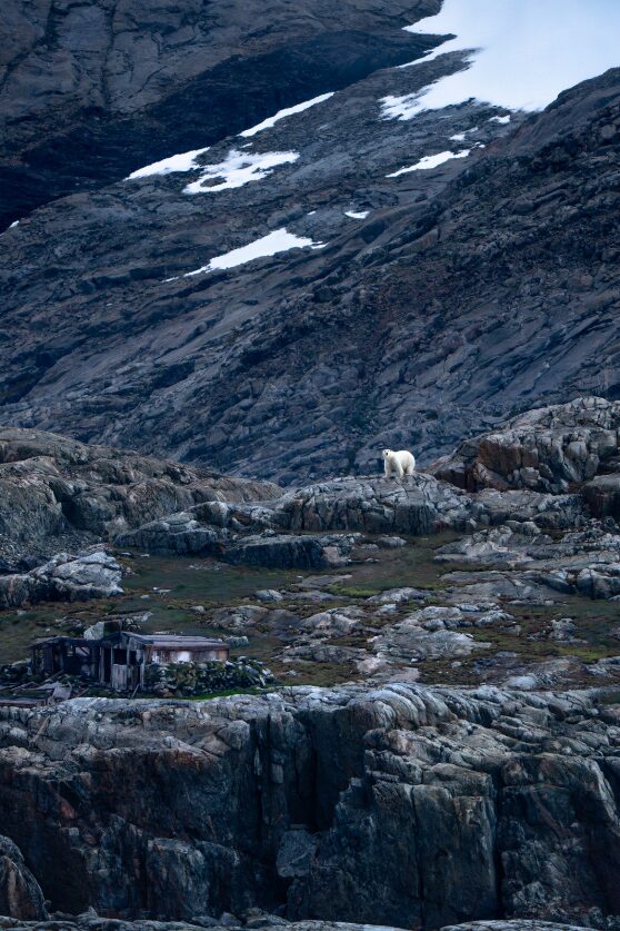 Polar bear sighted in July