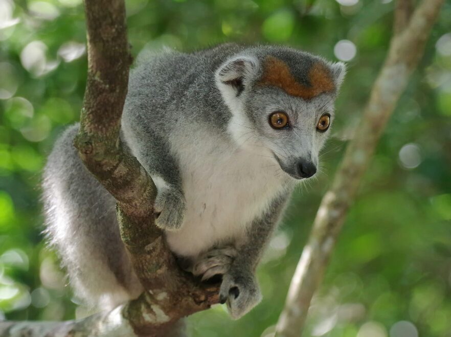 Crowned lemur, Madagascar