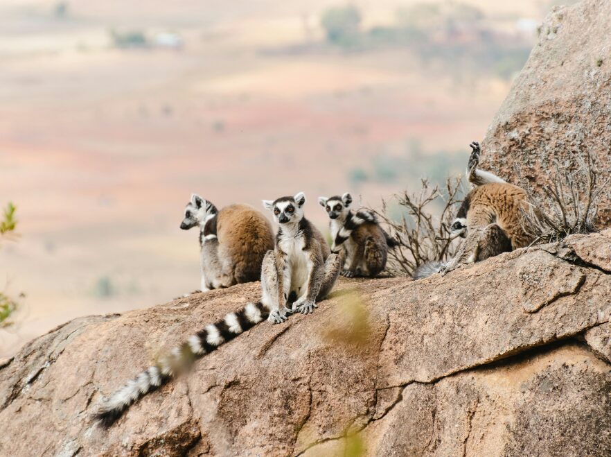 Ringtails enjoying the sun