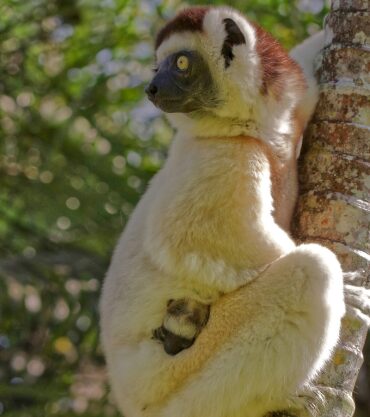 Sifakas lemur, Madagascar