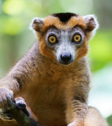 Crowned lemur, Nosy Ankao, Madagascar