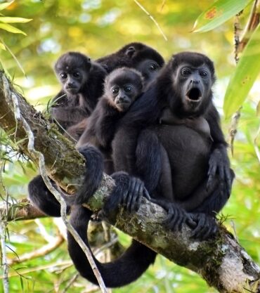 Howler monkeys, Peninsula de Osa, Costa Rica