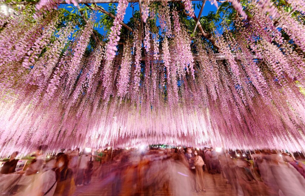 wisteria tunnels in Ashikaga Flower Park, Japan seasons