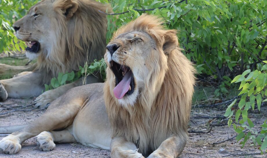 Etosha National Park, Namibia