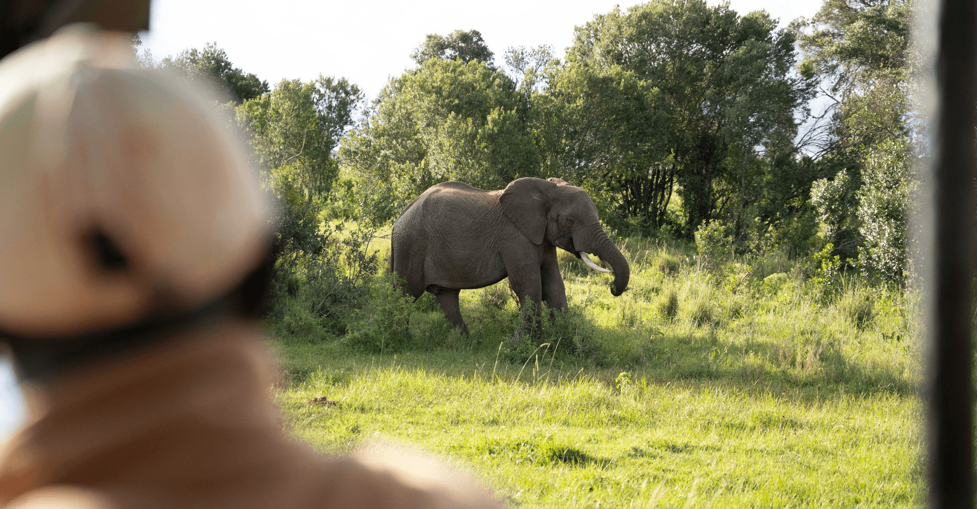 elephants on Kenya safari