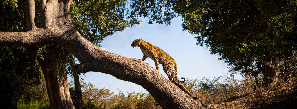Leopard resting in the wilderness of Zambia