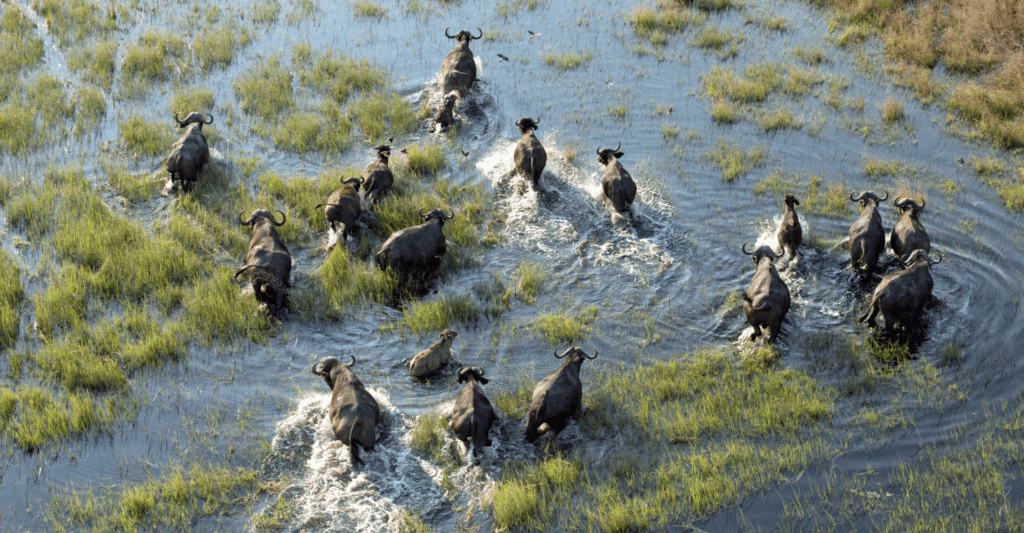 African buffalo crossing floodwaters in Botswana's Okavango Delta