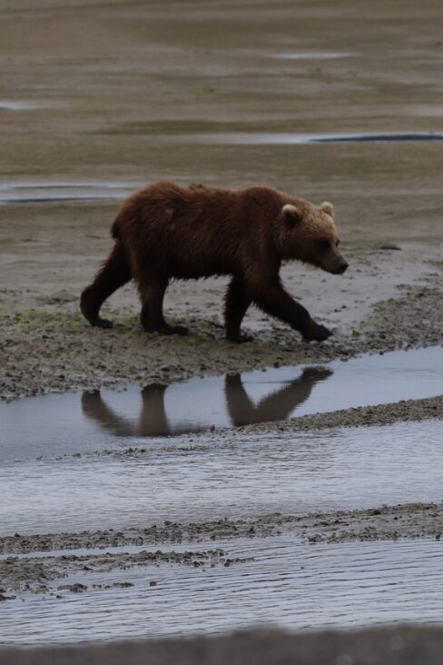 Bear on beach in Alaska