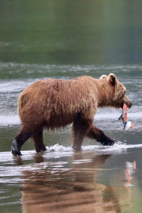 Bear on beach with fish in Alaska