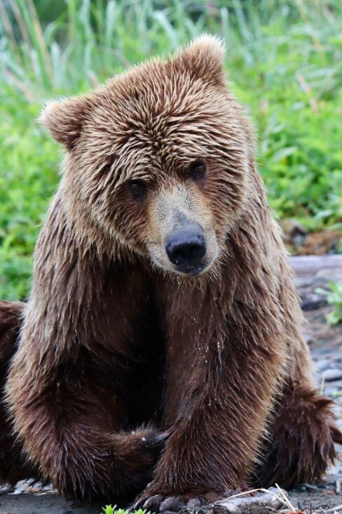 Adorable bear in Alaska, USA