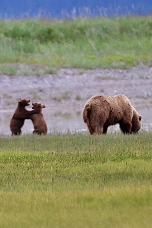 Bear and two cubs in Alaska