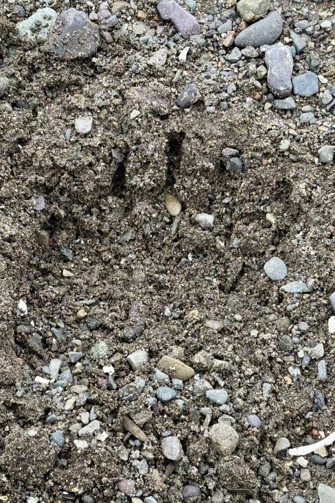 Bear print on beach in Alaska