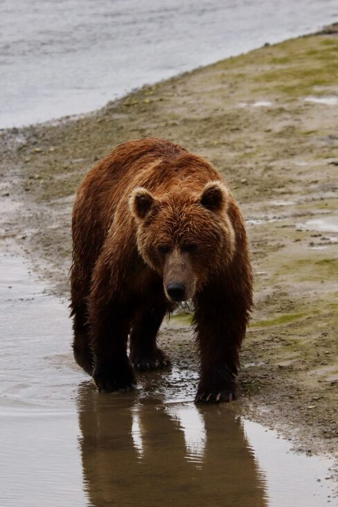 Bear on beach in Alaska