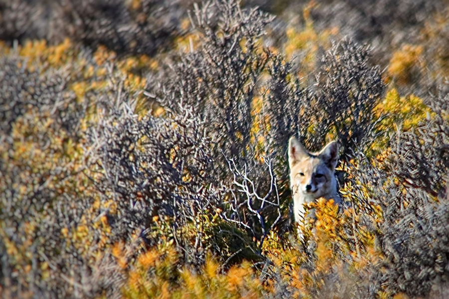Patagonian fox, Bahia Bustamante, Patagonia, Argentina