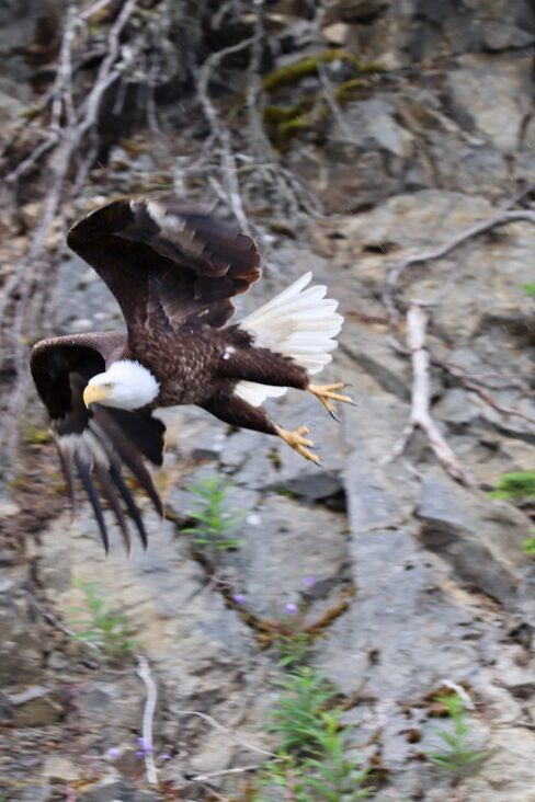 Eagle flying in Alaska