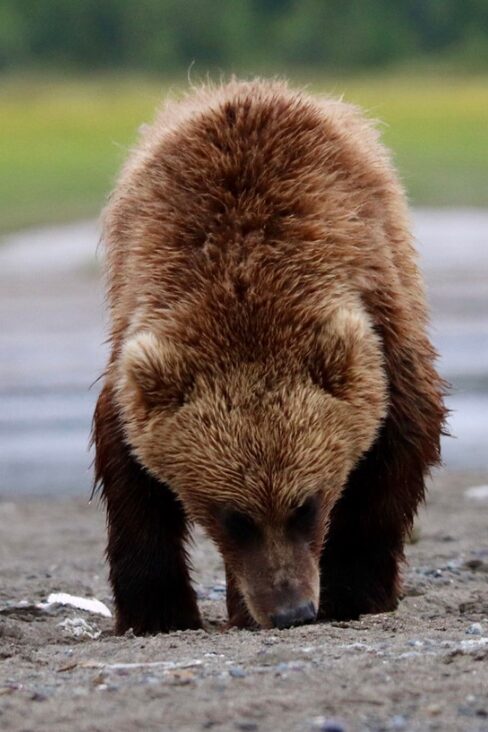 Bear on beach in Alaska
