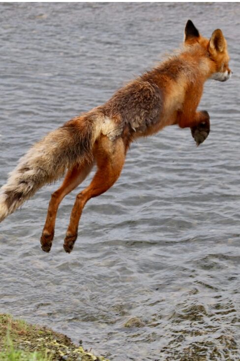 Jumping fox in Alaska
