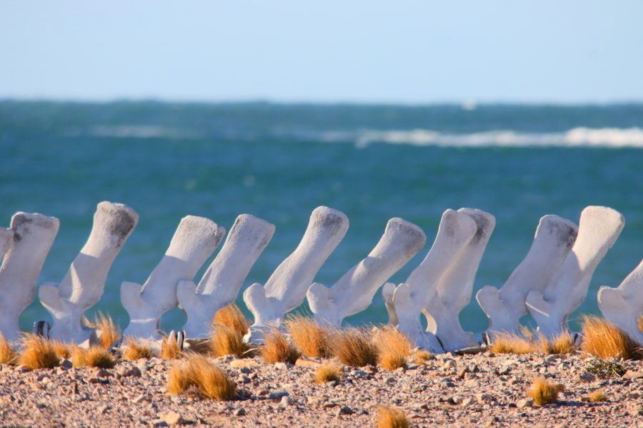 Whale bones, Bahia Bustamante, Patagonia, Argentina