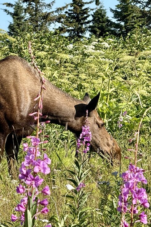 Alaskan moose