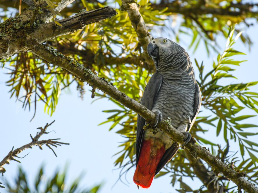 Entebbe, Uganda