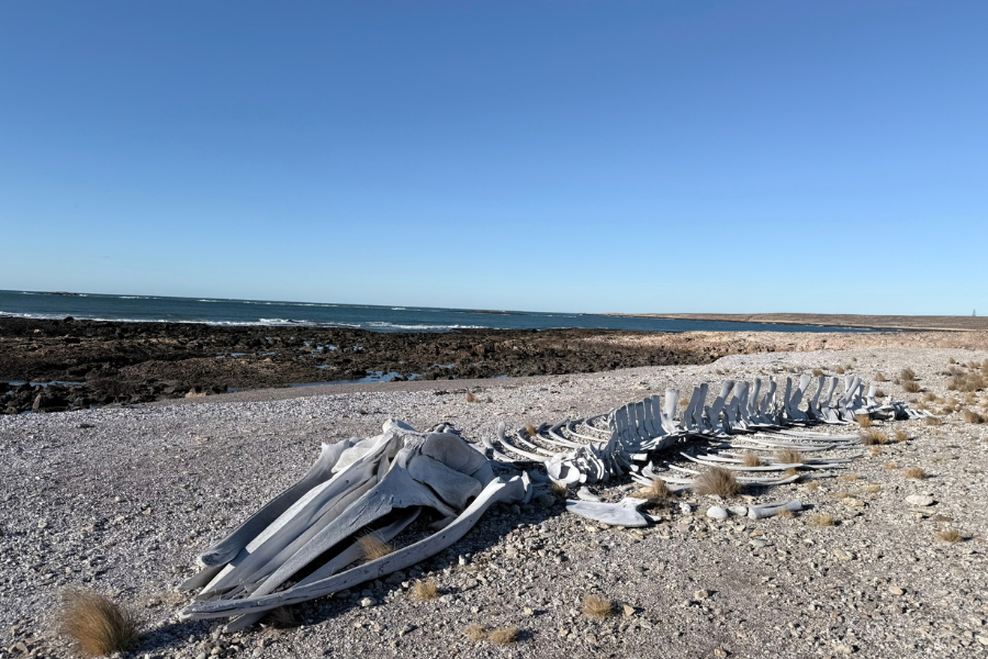 Whale bones, Bahia Bustamante, Patagonia, Argentina