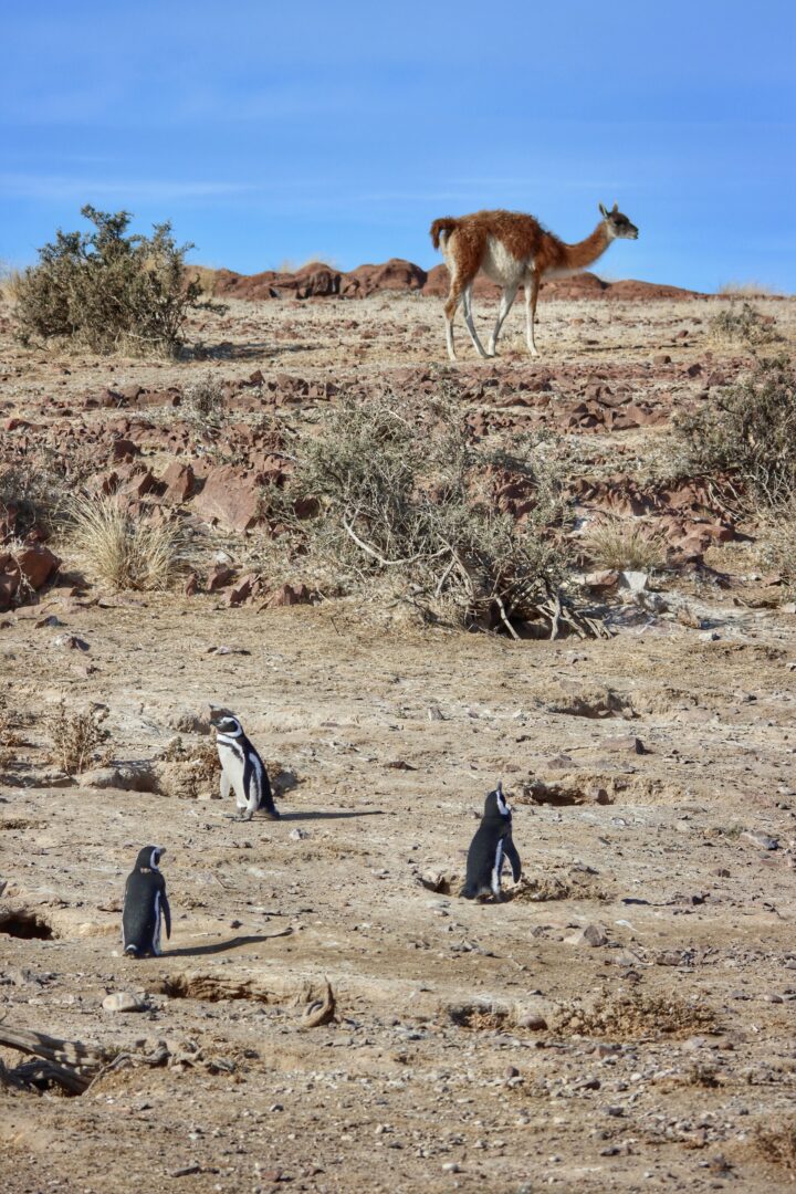 Penguins and guanaco in Patagonia Azul