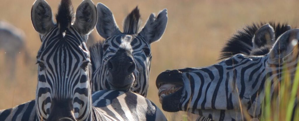 Magical moments in the Okavango Delta