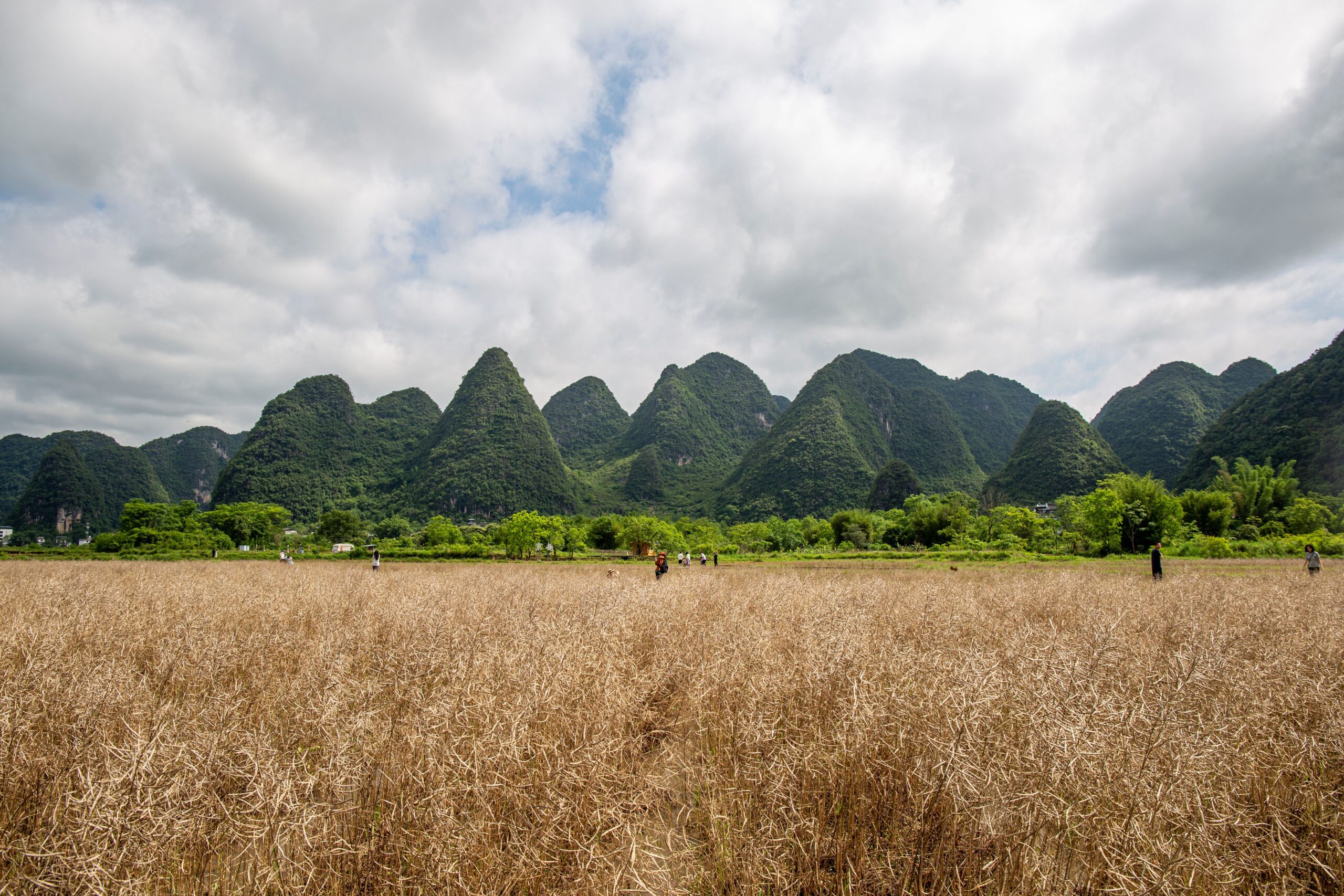 Banyan Tree Yangshuo