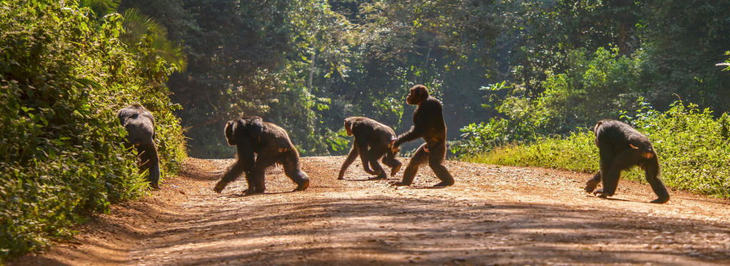 Chimpanzees in the forests of Uganda