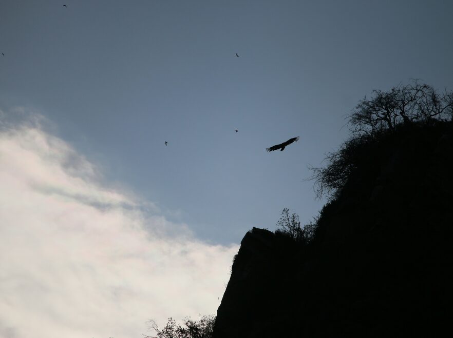 Vultures over the Gol Mountains, Tanzania