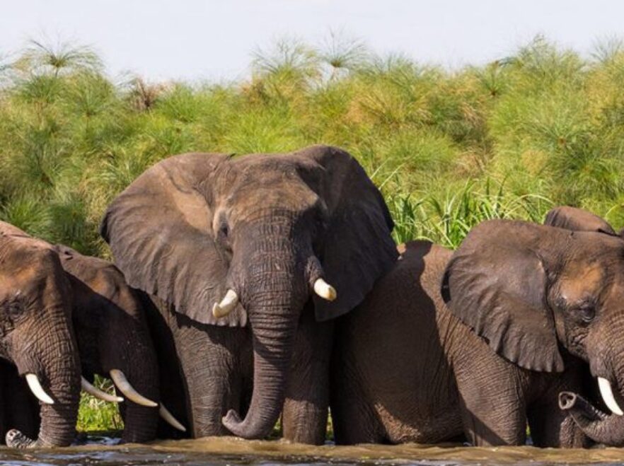 Nile Safari Lodge, Murchison Falls National Park, Uganda
