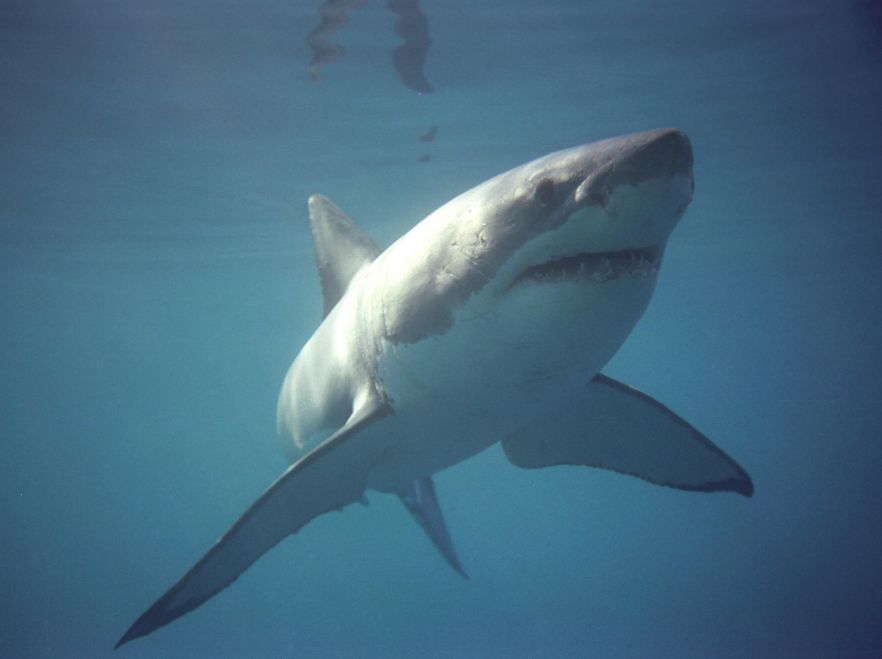 Great white shark spotted near Grootbos, Garden Route, South Africa