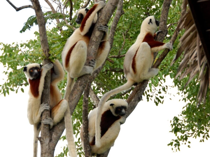 Lemurs get everywhere in Madagascar