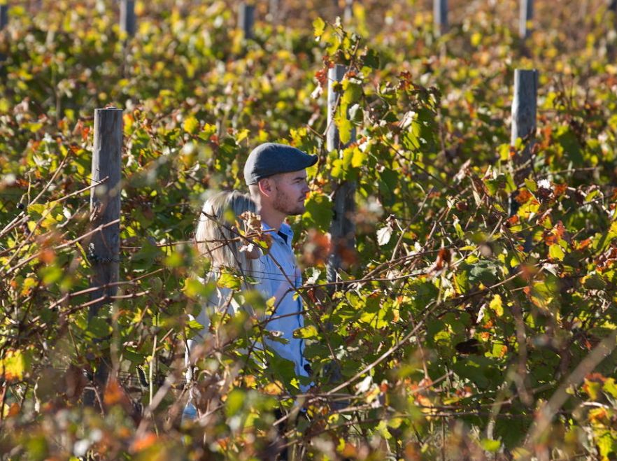 Wander through the grapevines of South Africa's best vineyards La Residence
