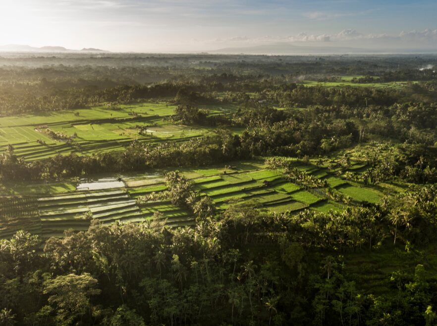 Rice Terraces in Ubud Area, COMO Shambala Estate, Bali, Indonesia