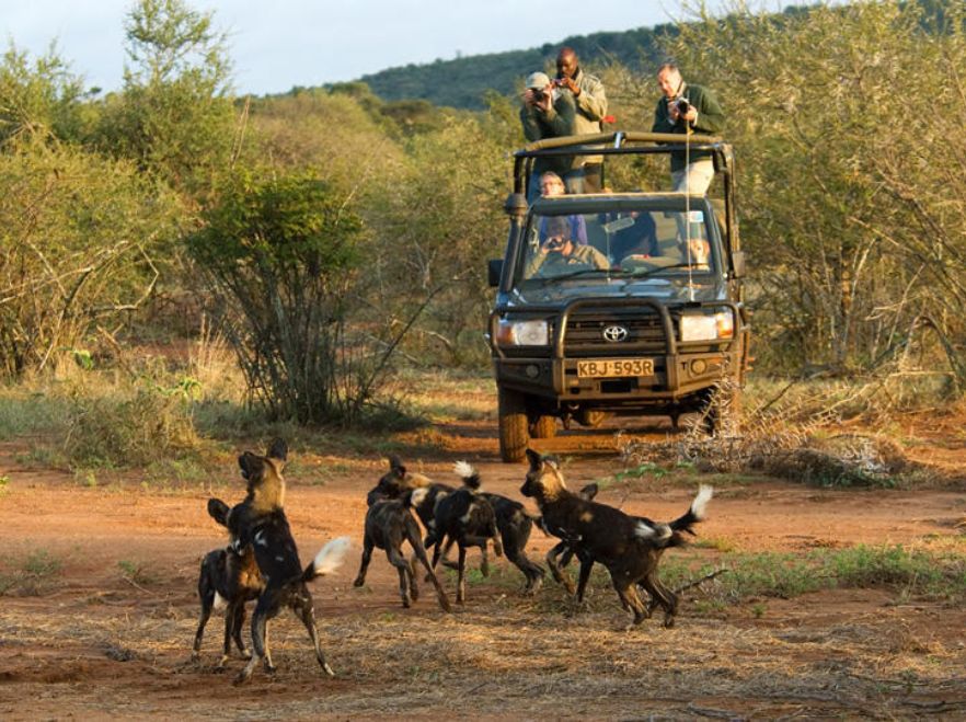 Wild dogs near Sosian Lodge, Laikipia, Kenya WETU
