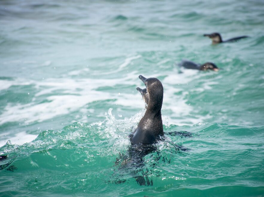 Penguins heading out to hunt