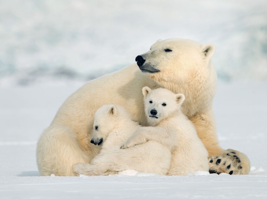 Polar bears seen from the SH Vega