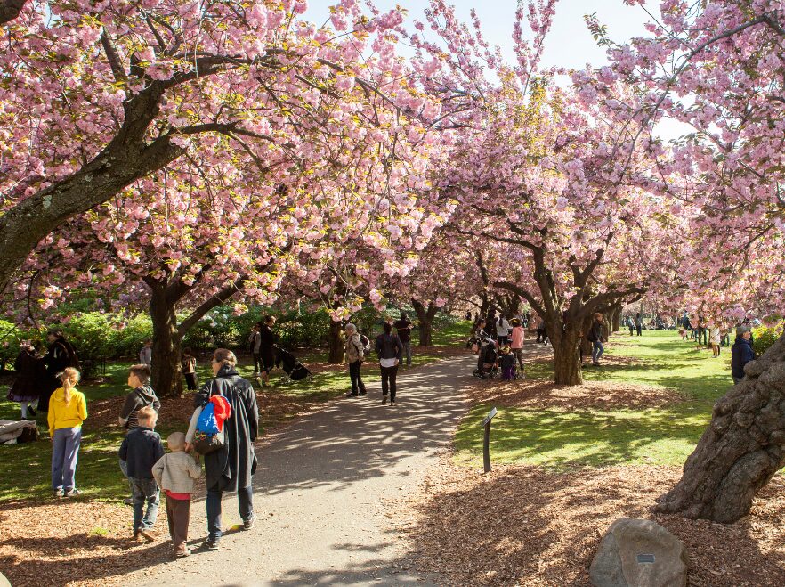 Cherry Blossom Festival, New York